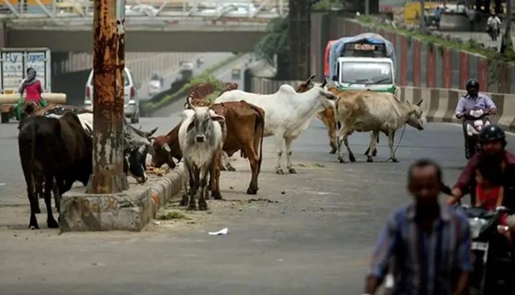 Street Animals